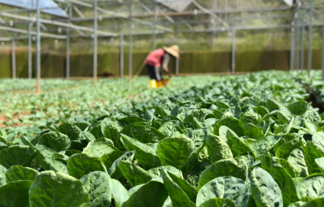 crop farming