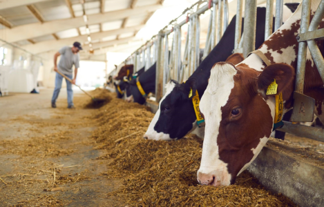 livestock farming